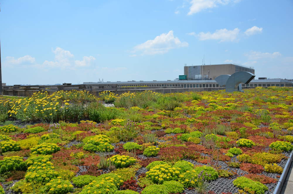 Department of the Interior Green Roof